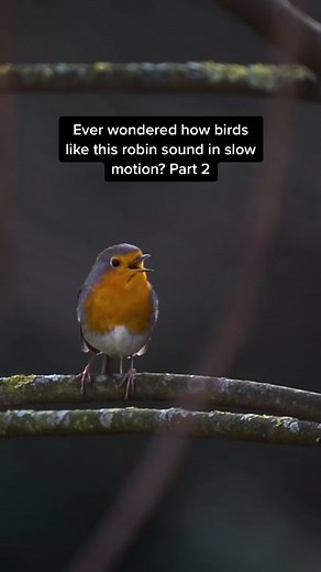 Slow Motion Robin Bird Sounds - Part 2