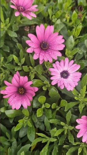 How to propagate your african daisy plant easily #garden #nature #australia #flowers