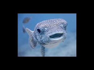 Fish (Instrumental) - Thomas’ Railway Showdown Refired-up