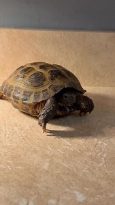 16 reactions | Oh Taffy, so tiny and precious. This little female Russian Tortoise was found outside a few months ago and has been unclaimed all these months. She has been medically cleared and is ready for her forever home! If you are interested, you can fill out an application on our website at https://asheddingchance.com/adoption/ #reptile #animals #pet #rescue #nonprofit #501c3 #tortoise #reptiles #animal #pets | A Shedding Chance Reptile Rescue | Facebook