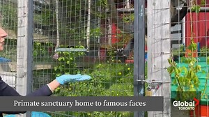 Where is the IKEA monkey now: A look inside Durham primate sanctuary