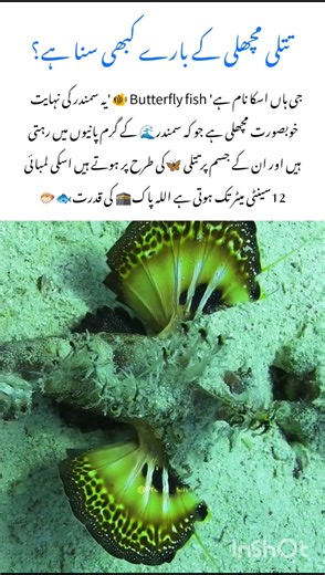 Meet Butterfly Fish🦋 Amazing Wildlife Animal #butterflyfish #naturefacts #wildlife #nature #shorts