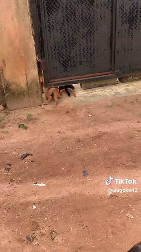 Hilarious Moments with Funny Dogs