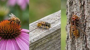 Know the Difference Between Bees, Wasps, and Hornets Could Save Your Life