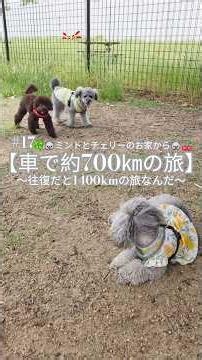 #17 [A roughly 700km road trip] Mint & Cherry’s 1400km round trip journey🚙🐨🐨 #toypoodle #silverto...