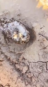 2.5K views · 45 reactions | #animals #fypシ #funnytiktok #funnyvideos #cute #funnycat #cats #funnyanimals #viral #cutecats #funny#usa | Loveanimals69 | Facebook