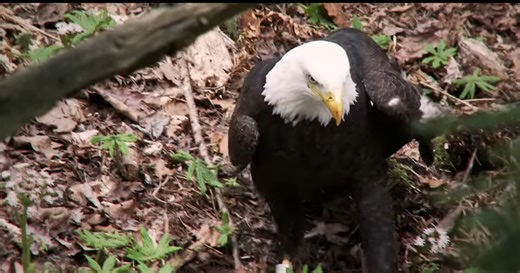 Watch what happens when a bald eagle steals a kill instead of hunting