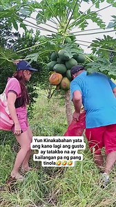 Puno,pahingi po🤣 #fruits #farmlife #blessings #papaya #couple #couplevideos #harvest #nature #fypシ゚ #fbreelsviral #virals #TeamAmpao | Lanie Dinglasan Manalang