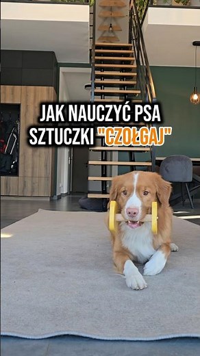 Jak nauczyć psa sztuczki "czołgaj" - tutorial. #dogtraining #pies #dogtricks