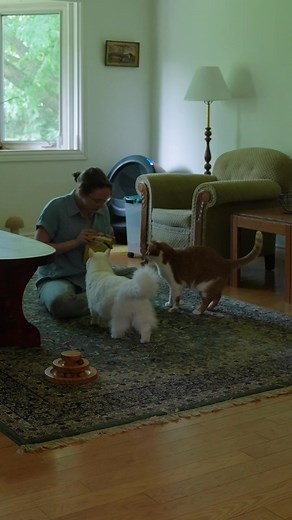 Beauty and the Bean on TikTok