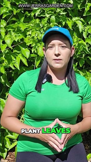 Squash Bugs? Remove Eggs with Duct Tape!