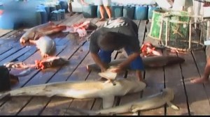 Florida wades into the culture war over shark finning