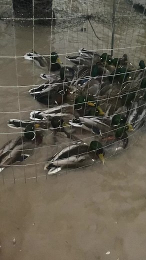 Banding bird’s! #bands #mallards