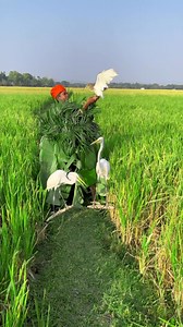 56K views · 380 reactions | #tending #buck #bird #hunting #amazing | Nayem Comedy 02 | Facebook