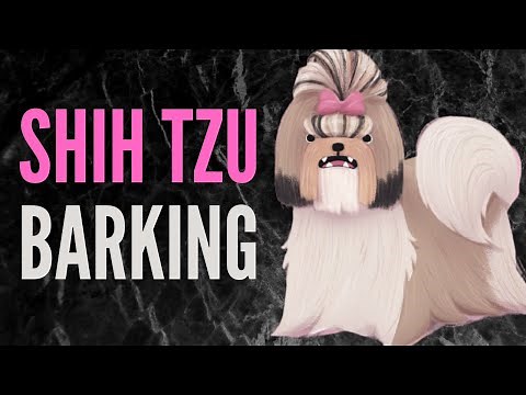 Shih Tzu Barking Sound Effects | 60 Minutes