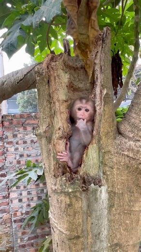 Zuzu is so cute, she's stuck in a tree and can't find her way down.
