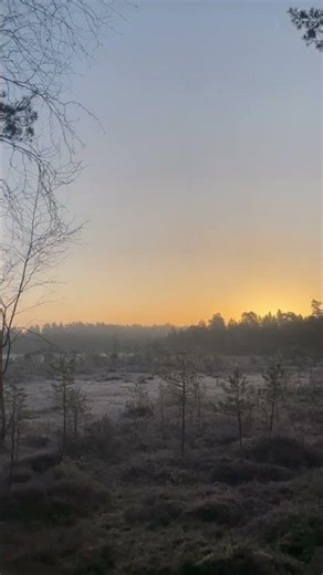 The cranes are back in Blekinge and Sweden, a fantastic natural spectacle.
