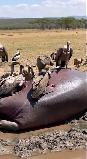 Hippo Corpse Explodes While Vultures Feed | Shocking Real Wildlife #shorts