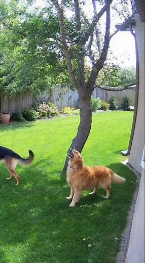 🐕 Dogs Barking at a Tree — But What Are They Looking At? 👀🌳