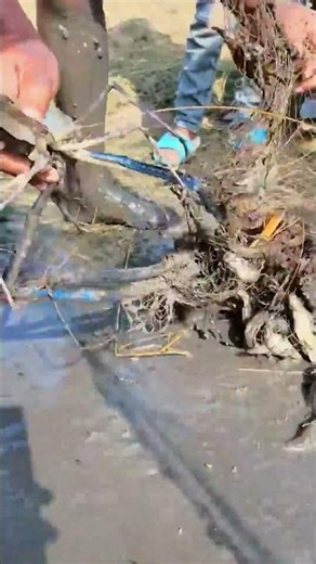 Cast Net Fishing Catch Tons of Prawns #fishing #castnet #satisfying
