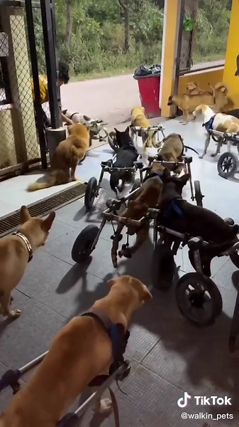 Walkin’ Pets on TikTok