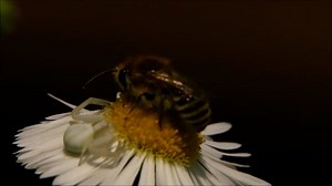 Plane, Terrorist Attack, Bomb