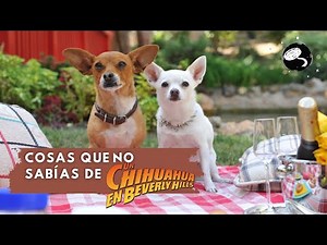 CLOSE UP: UN CHIHUAHUA EN BEVERLY HILLS