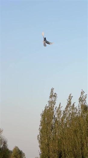 @Ijaz Ufaq Official ✅ 🕊️