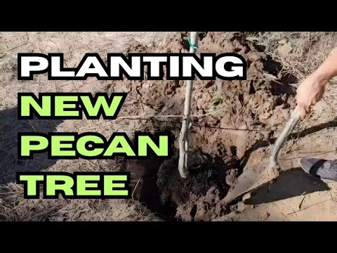 PLANTING NEW PECAN TREE
