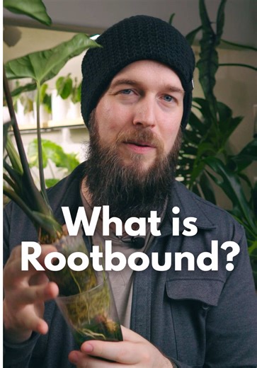 What does a plant being “rootbound” actually mean? This is a term that I see people use often incorrectly. Remember, ready to repot is not the same thing as being truly root bound. There is often a period of several months between when a plant is relatively safe to upsize its pot, and when it becomes root bound. While you shouldn’t be afraid to repot, repotting too early is a common cause of root rot due to overwatering. It might surprise you how long you can actually go without repotting a plan