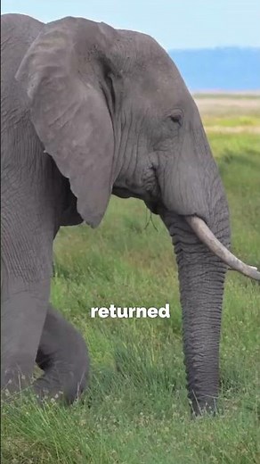 Earth Without Humans 🌍 | What Happens When We’re Gone