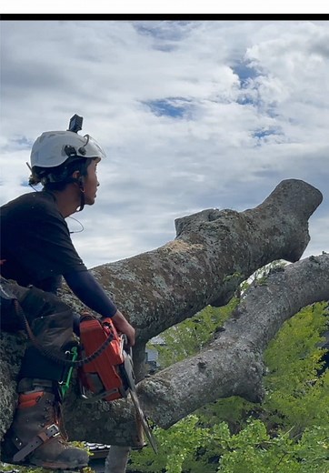 #特殊伐採#なかの林業