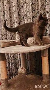 We got a cat 🌳 for Ash from Debenhams