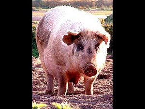 Michael Hurley & The Chabs : Hog Of The Forsaken (Live)