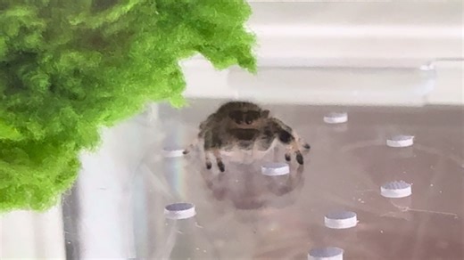 Understanding Jumping Spiders: Unique Pets and Care Tips