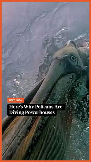 14K views · 125 reactions | Brown pelicans hit the water at breakneck speed when they catch fish. Performing such dangerous plunges requires technique, equipment, and 30 million years of practice. Find out more in our full video, "How Do Pelicans Survive Their Death-Defying Dives?" | Deep Look • PBS | Facebook