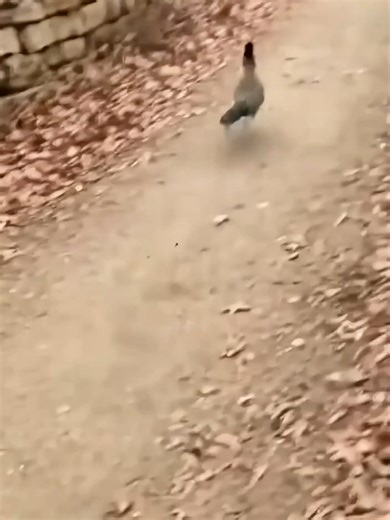 The Epic Chase: Looney Tunes 'Fast and Furry-ous'