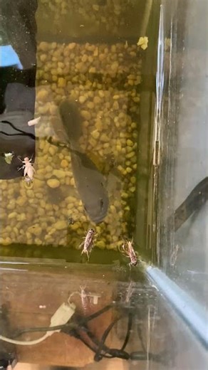 Hungry Bluegill smashing crickets on top water. 🐟💥🎣