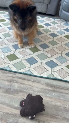 Monty teddy#short #subscribe