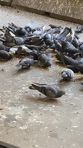 3.6K views · 273 reactions | This morning ♥️ | Chicago Pigeons | Facebook
