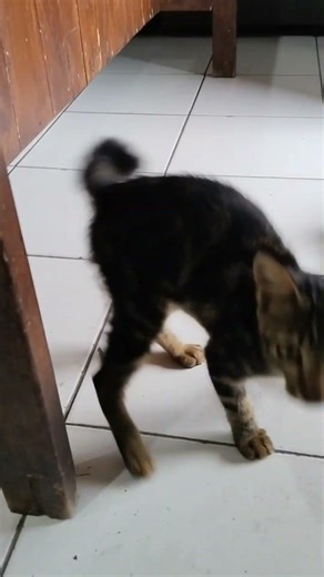 black tabby cat yapping #cat