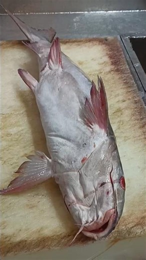 whole amazing fresh seafood catfish cutting slice skills