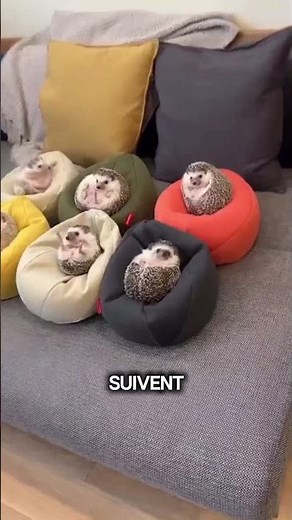 🐦Incroyable ! Comment les bébés hérissons naissent SANS se piquer 🦔 #shorts#animals #animaux