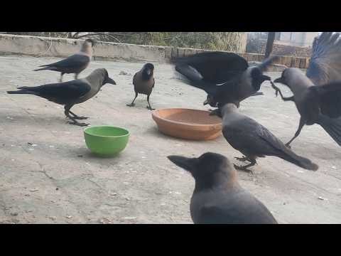 Crows Birds Unity Anger And Feeding Frenzy Sounds Relaxing Crows Feeding Wildlife