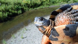 25 reactions | Earlier in the fall Kiley recorded this video of a...