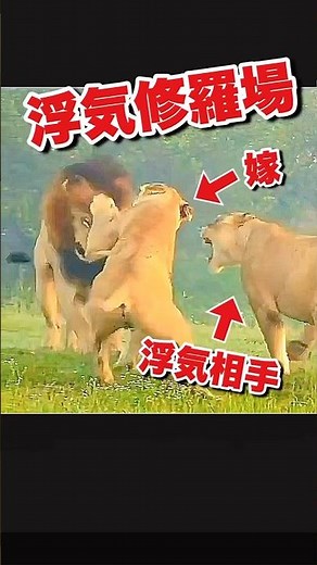 ボコボコにされるオスライオン #おもしろ動物動画 #かわいい動物動画 #喧嘩