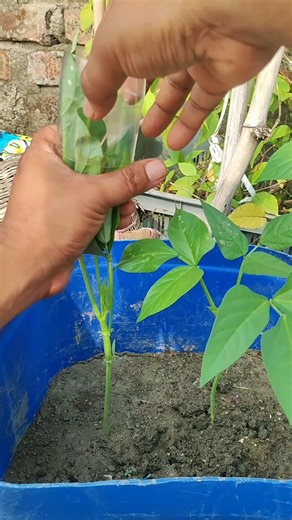 🌱 Weak Plant Stems? Try This Simple Support Method for Stronger Growth