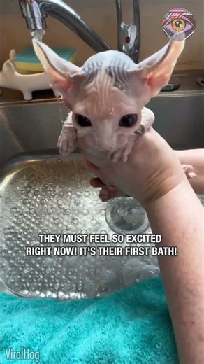 Sphynx Babies Get Their First Bath 💕