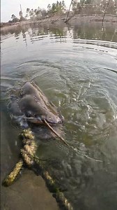 Amazing Catch! Huge Boal & Air Fish #Fishing #BoalFish #AirFish #BigCatch #VillageFishing