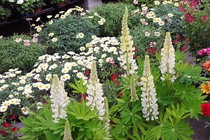 Queen Elizabeth II Flower Market in Paris - French Moments